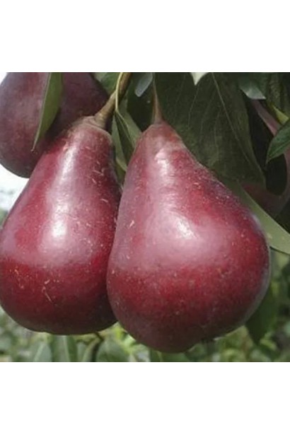 Груша колоновидна ‘Кармен’ із червоними плодами на дереві